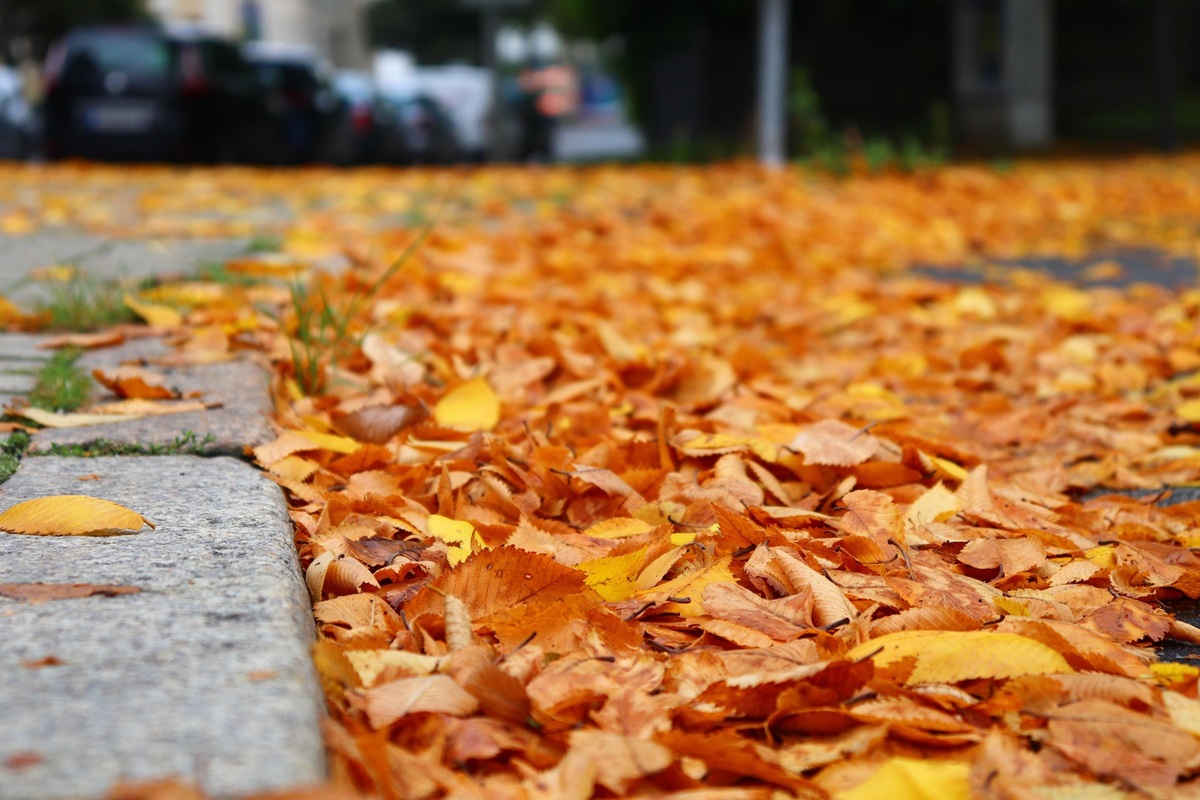 Foto Wenn der Herbst für Nachbarschaftsfragen sorgt