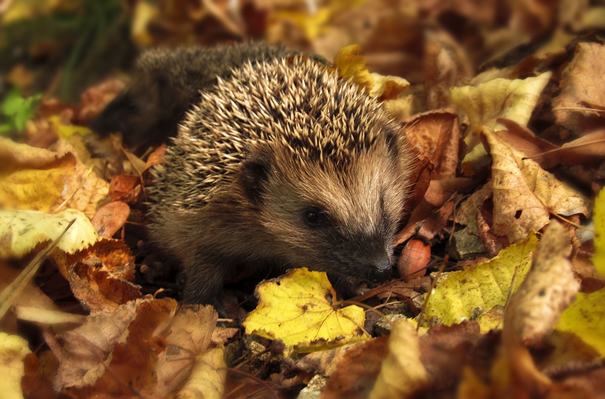 Foto Igel im Garten: Laubhaufen nicht vorschnell entfernen