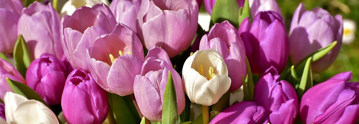 Tulpenbild Tulpenbild