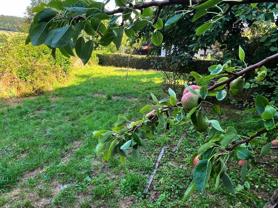 Garten mit Baumbestand Zweifamilienhaus Ober-Ramstadt